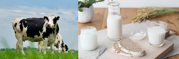 Food & Beverages Image 1